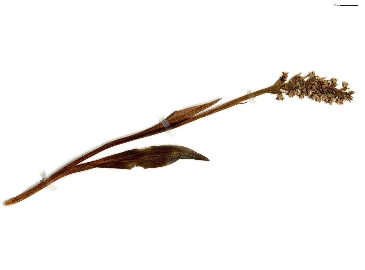 Pseudorchis albida subsp. albida (Orchidaceae)